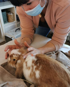 photo d'une séance avec un lapin